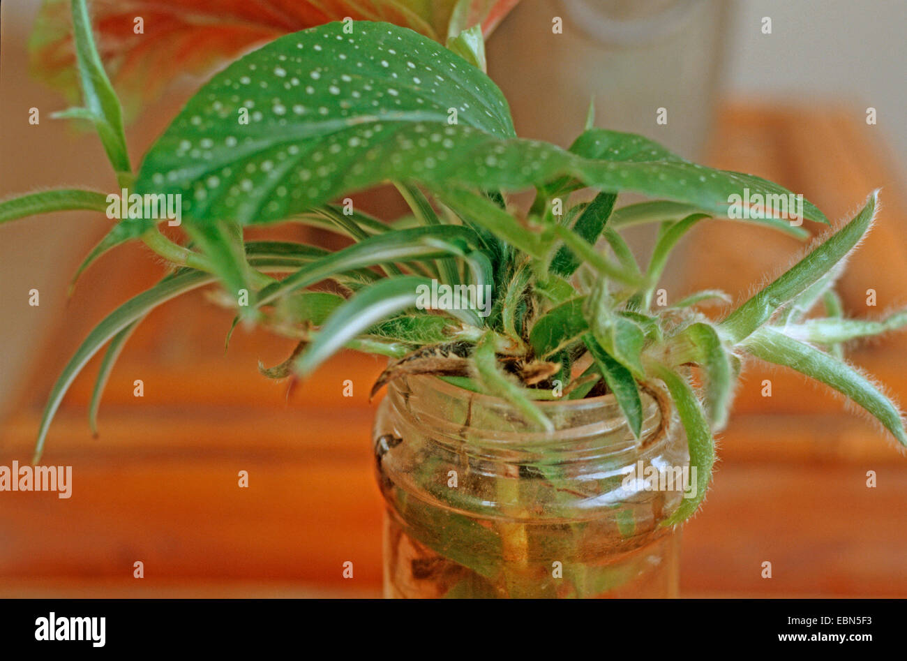 Begonie (Begonia spec.), Stecklinge von Begonia, Spider-Anlage und Cyanotis in ein Glas Wasser für immer Wurzeln Stockfoto