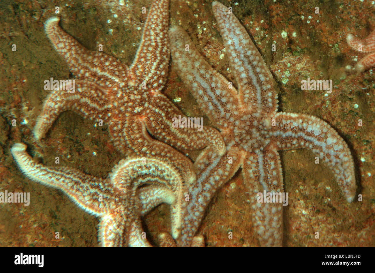 gemeinsamen Seestern, gemeinsame europäische Seastar (Asterias Rubens), Draufsicht, Deutschland Stockfoto