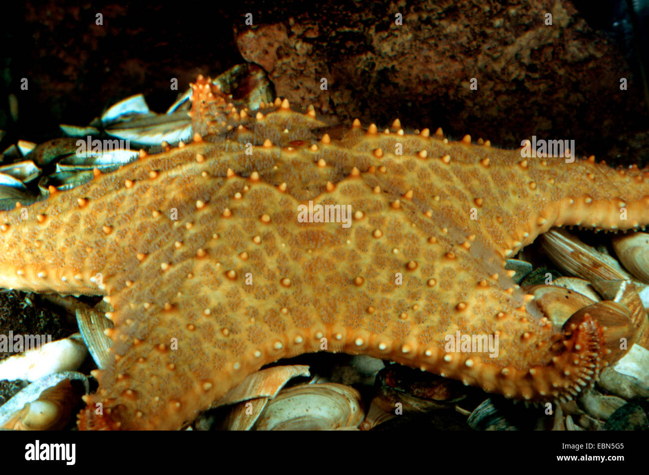 Pentaceraster Mamillatus (Pentaceraster Mamillatus), sitzen auf dem Meeresgrund auf den Resten der Muscheln gegessen Stockfoto