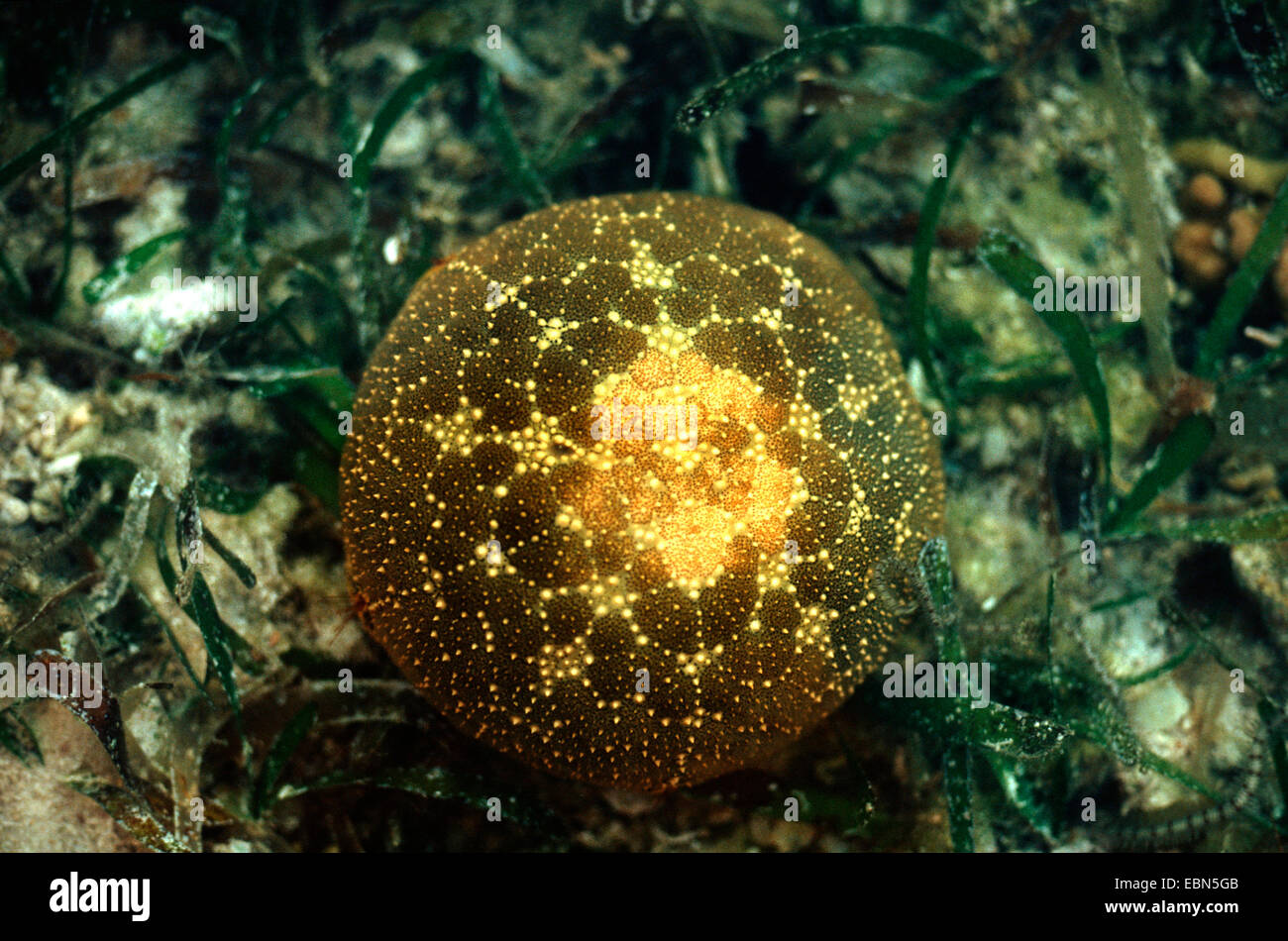 Nadelkissen Sterne, Nadelkissen Seestern (Culcita spec.), sitzen auf dem Boden des Ozeans Stockfoto