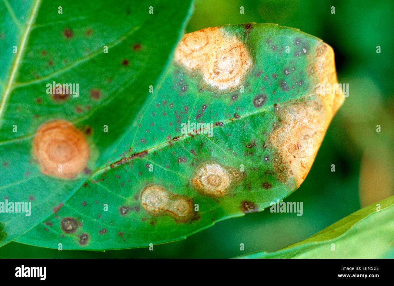 Kirschlorbeer (Prunus Laurocerasus), Blatt Desease durch Pilze Stockfoto