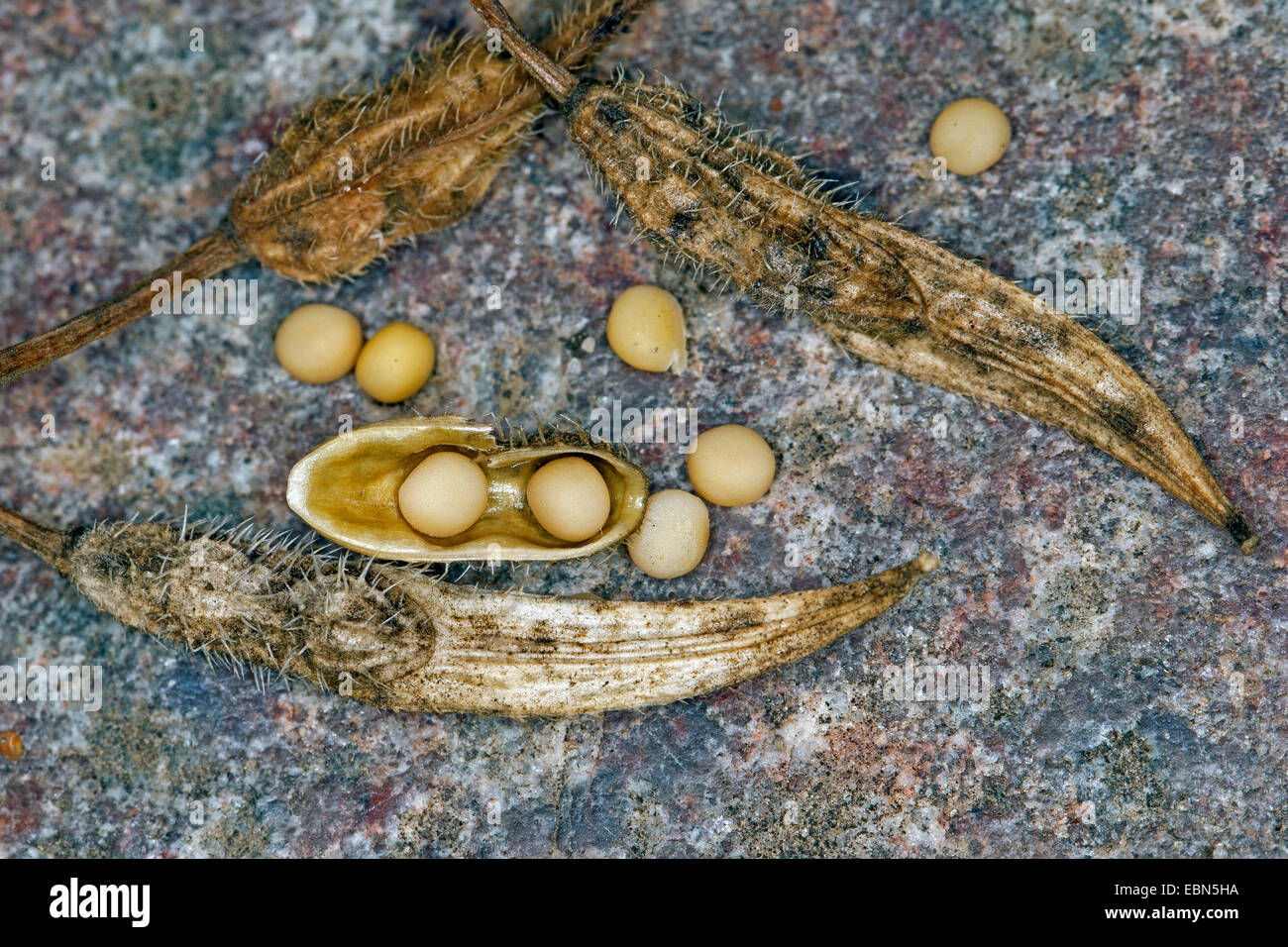 Der weiße Senf (Sinapis Alba, Brassica Alba), Reife offene Früchte mit  Samen auf dem Boden Stockfotografie - Alamy