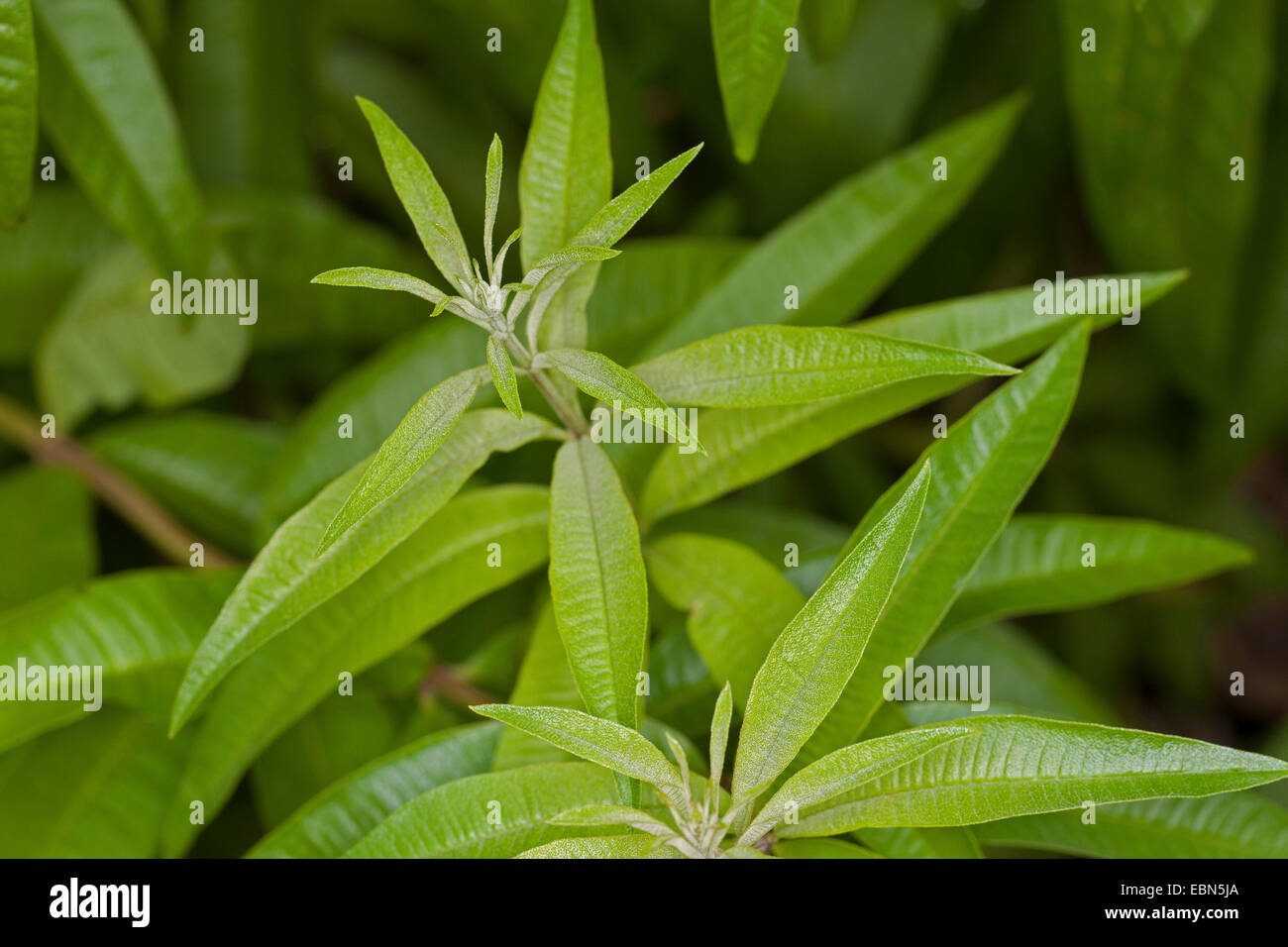 Zitronenverbene, Zitrone Beebrush (Aloysia Triphylla, Lippia Citirodora, Aloysia Citriodora, Aloysia Citrodora), Blätter Stockfoto