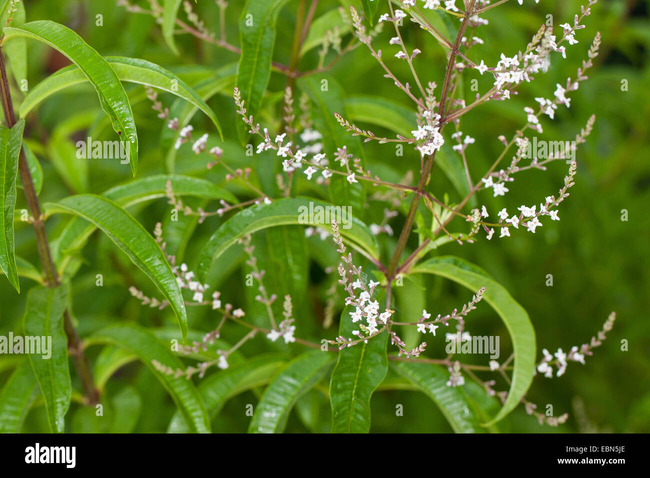 Zitronenverbene, Zitrone Beebrush (Aloysia Triphylla, Lippia Citirodora, Aloysia Citriodora, Aloysia Citrodora), blühen Stockfoto