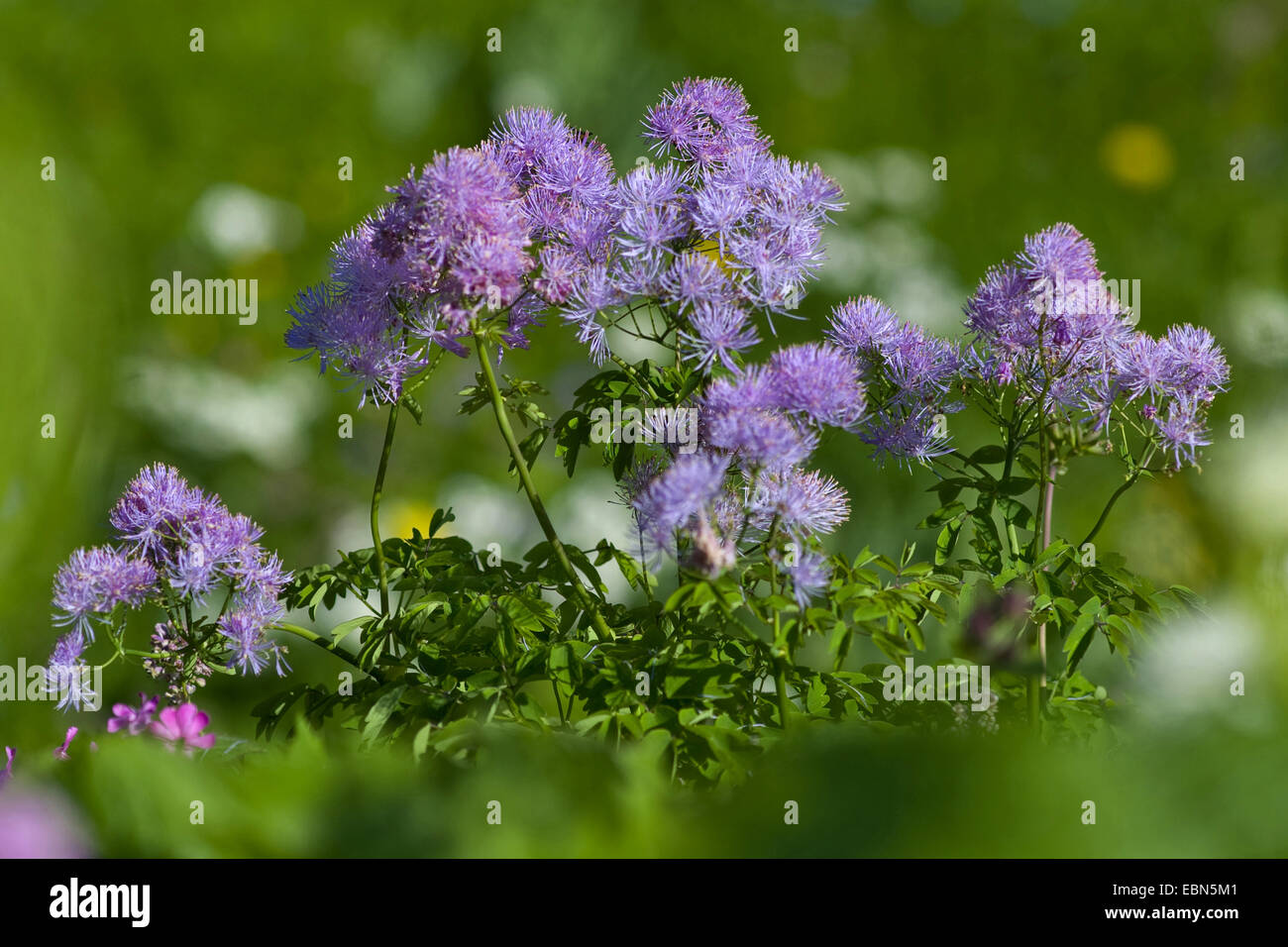 Größere Wiesenraute (Thalictrum Aquilegiifolium), Blütenstand, Schweiz Stockfoto