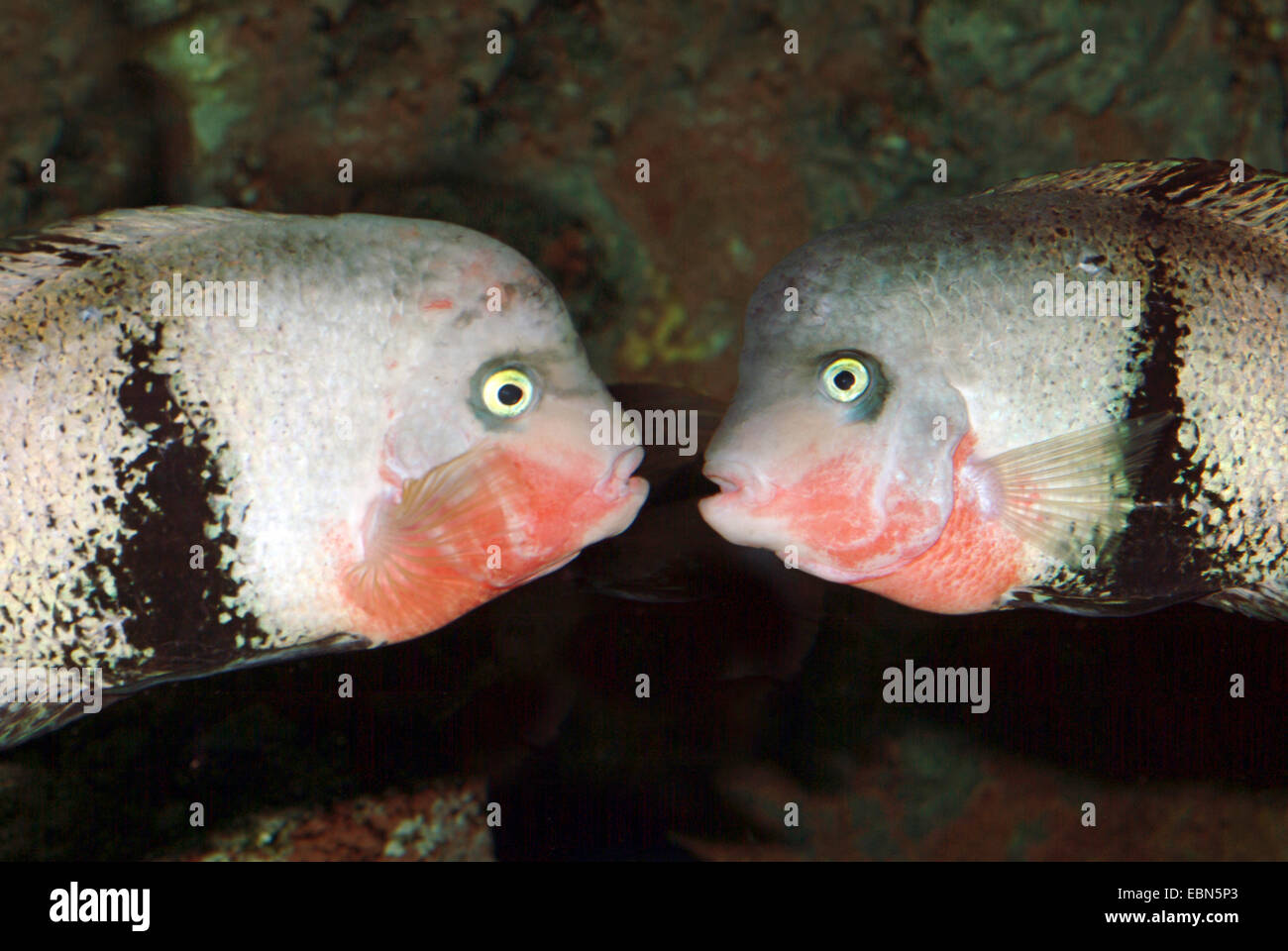 Gefleckter Gürtel Cichlid, Schwarzgurt Cichlid (Vieja Maculicauda), zwei Spotted Gürtel Cichliden sahen einander Stockfoto