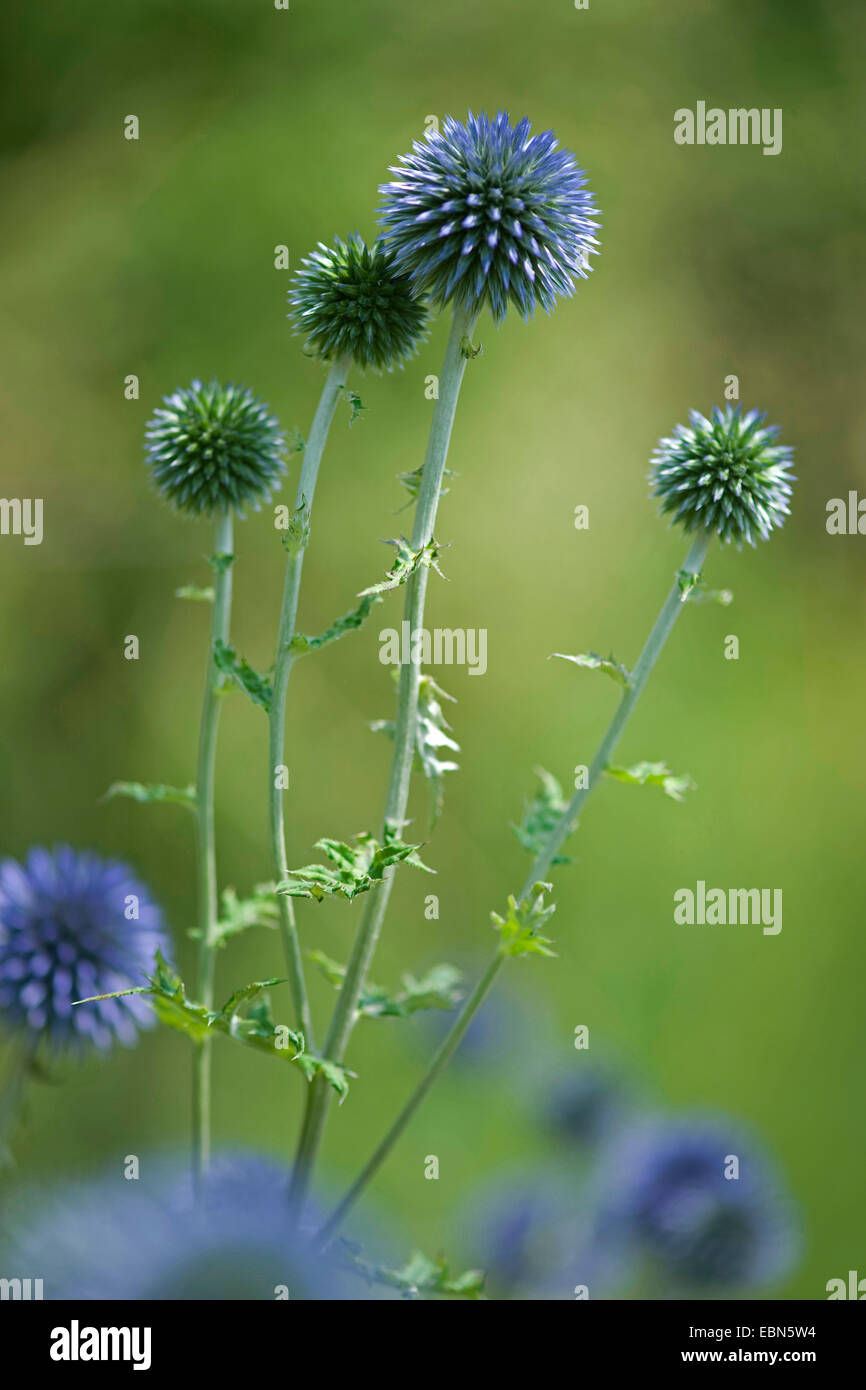 Helle blaue Globus Distel (Echinops Ritro SSP. Ruthenicus, Echinops Ruthenicus), blühen Stockfoto