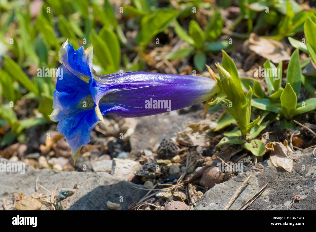 Frühlings-Enzian (Gentiana Angustifolia), Blume Stockfoto