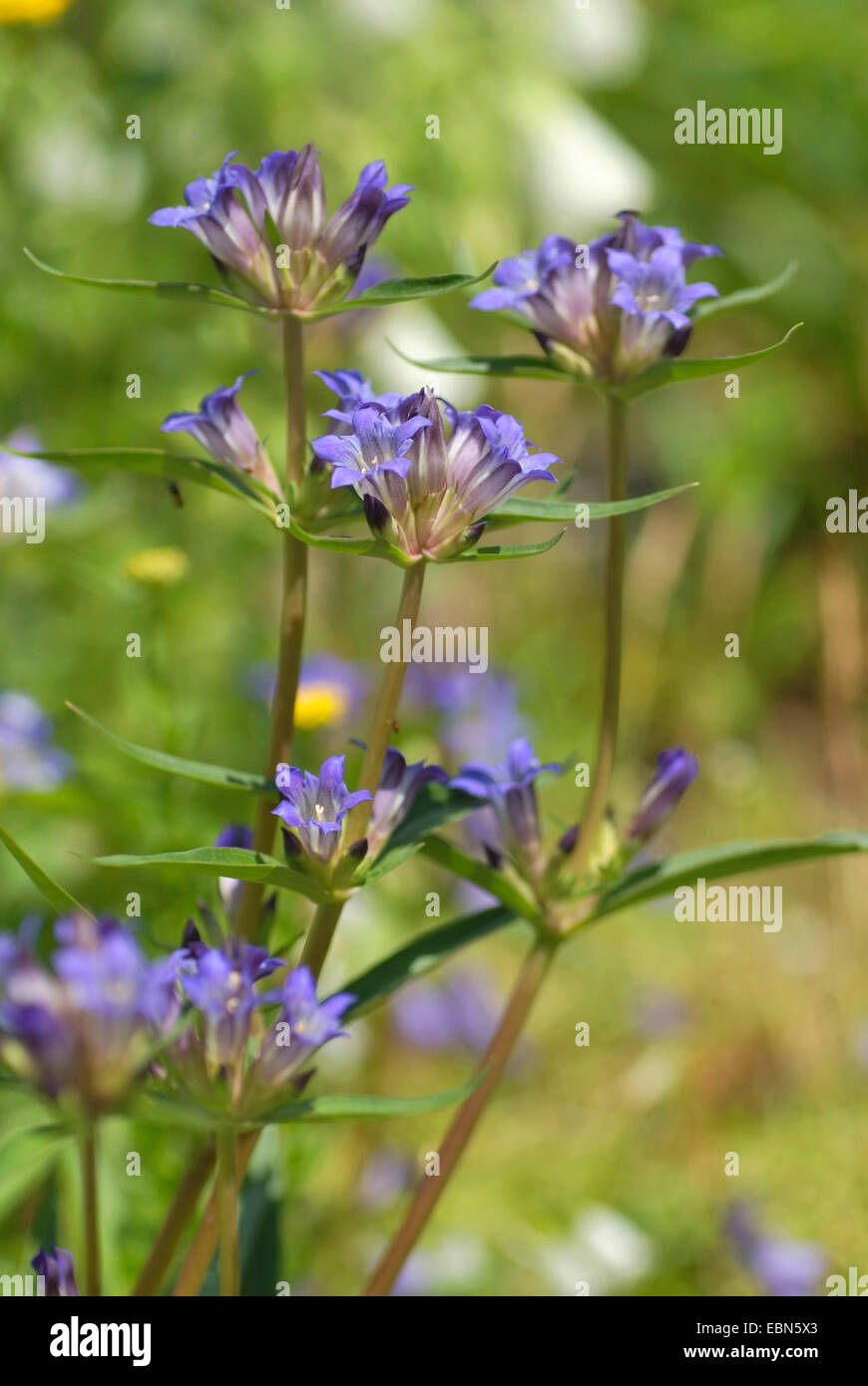 Kreuz Enzian blühen Star-Enzian (Gentiana Cruciata SSP. Phlogifolia, Gentiana Phlogifolia), Stockfoto