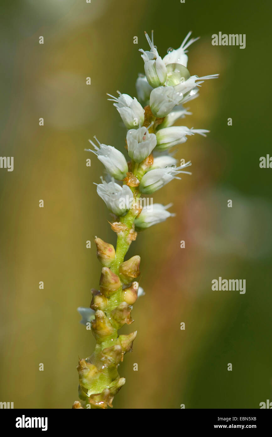 Alpine Knöterich, lebendgebärend Knöterich (Polygonum Viviparum, Bistorta Vivipara, Persicaria Vivipara), Blütenstände, Deutschland Stockfoto