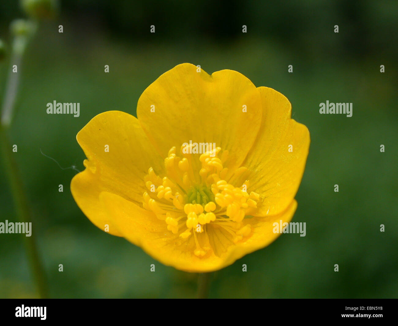 hohen Hahnenfuß, aufrechte Wiese Crowfoot (Ranunculus Acris), Blume, Deutschland Stockfoto