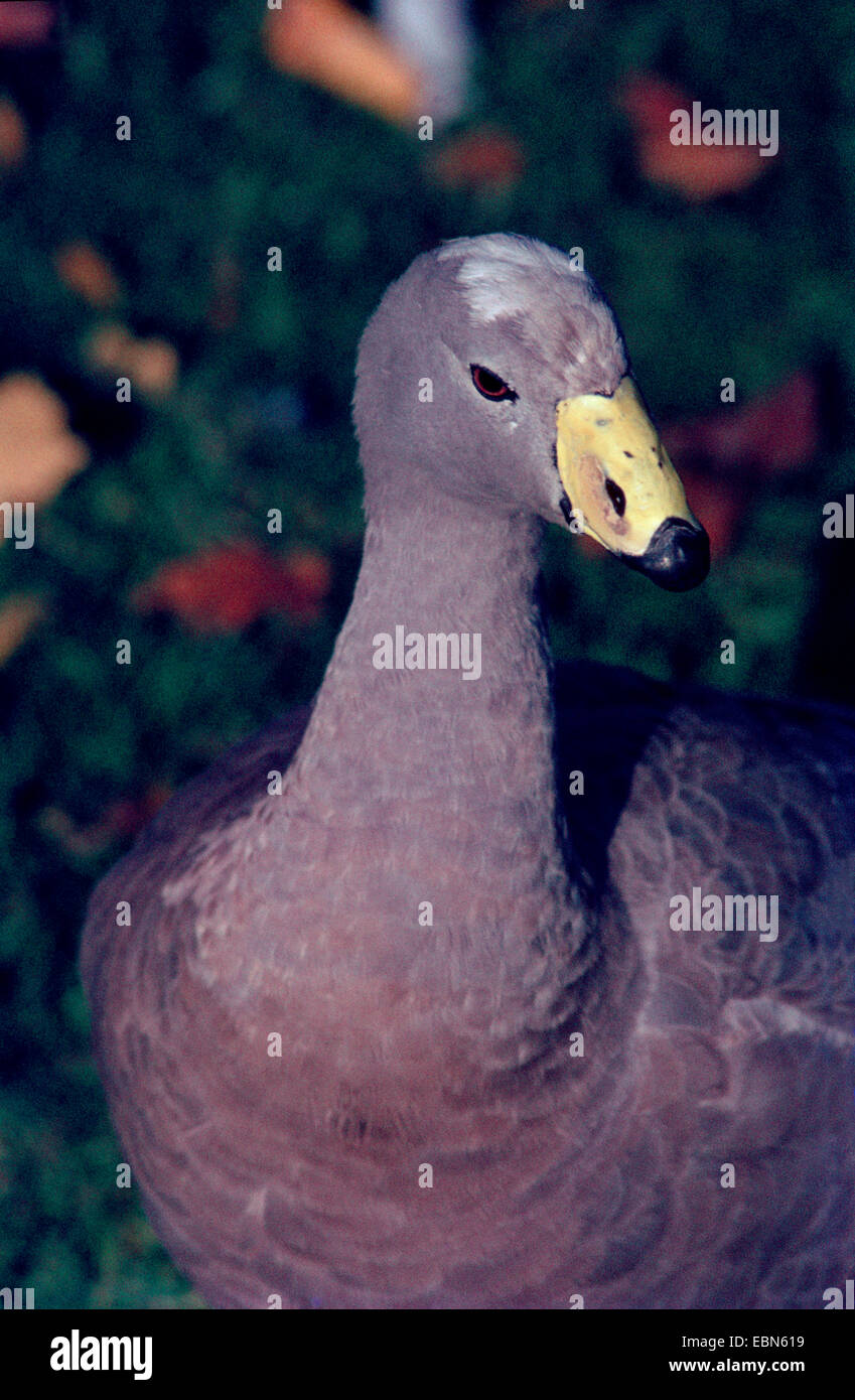 Cereopsis Gans, Cape Barren Gans (Cereopsis Novaehollandiae), portrait Stockfoto