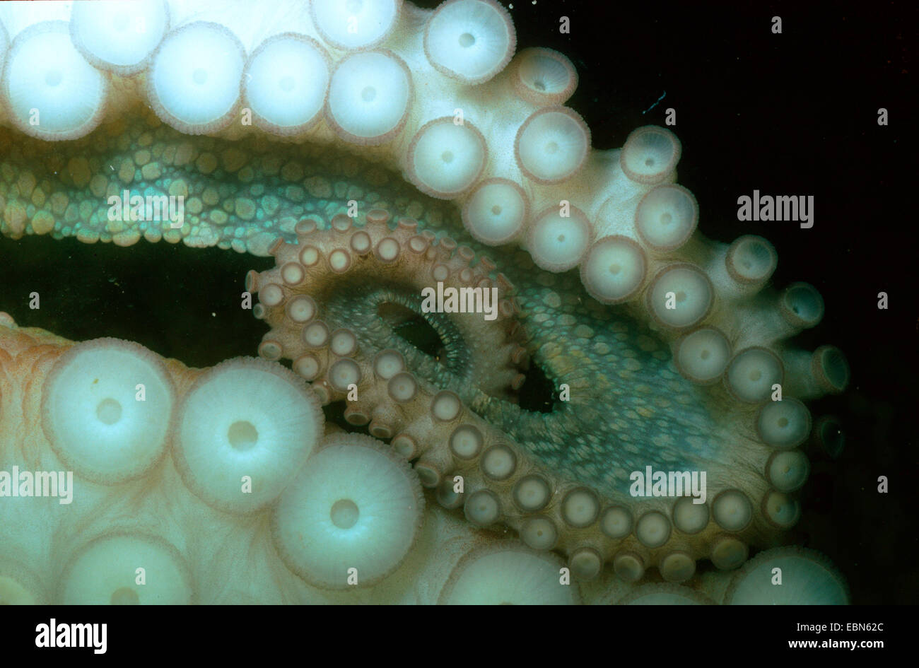 gemeinsame Krake, gemeinsame Atlantic Oktopus, gemeinsame europäische Krake  (Octopus Vulgaris), Arme mit Sauger Tassen Stockfotografie - Alamy