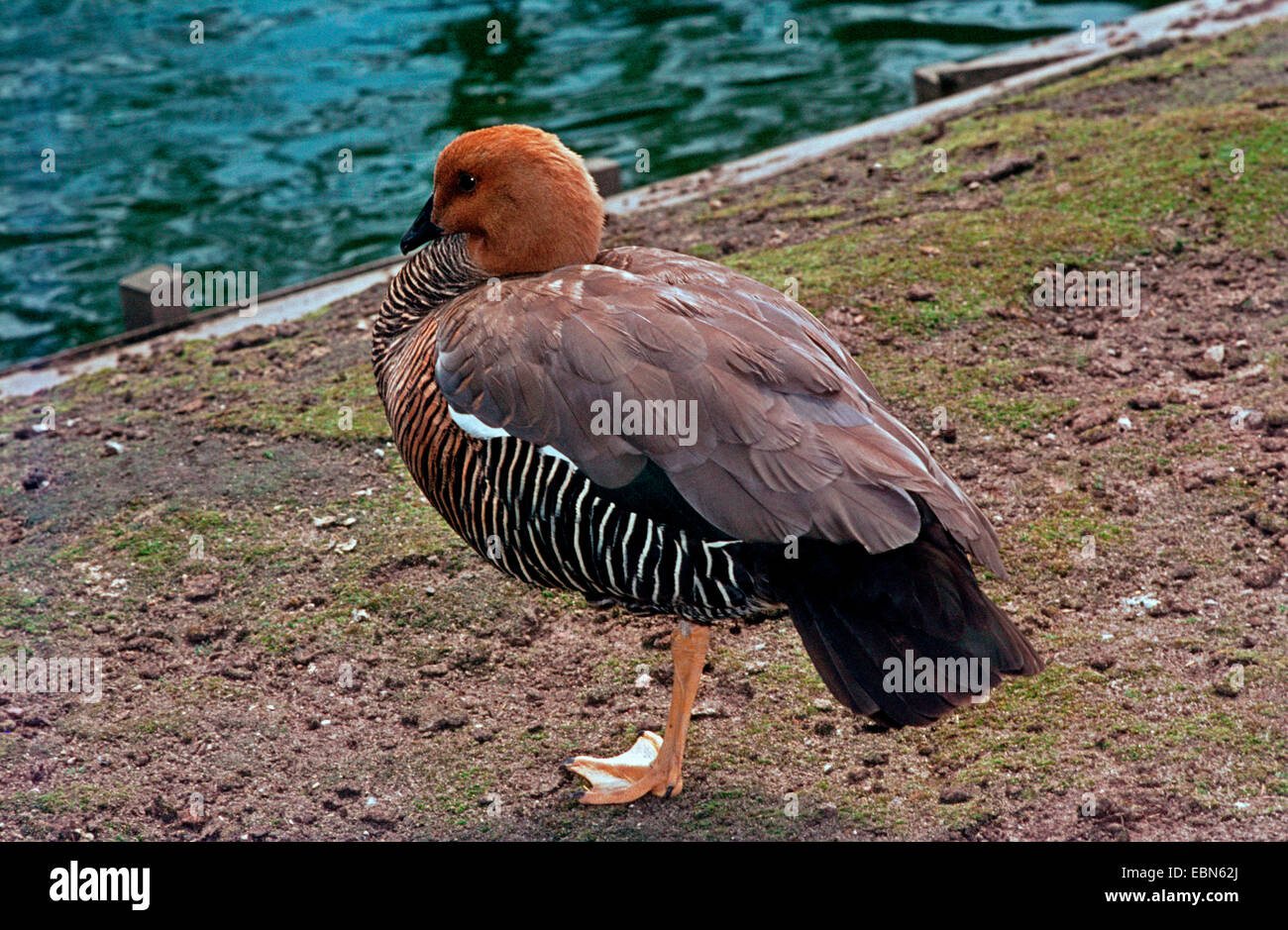 Bar-breasted Upland Gans, Magellan Gans (Chloephaga Picta, Chloephaga Picta Leucoptera), stehen direkt am Wasser Stockfoto