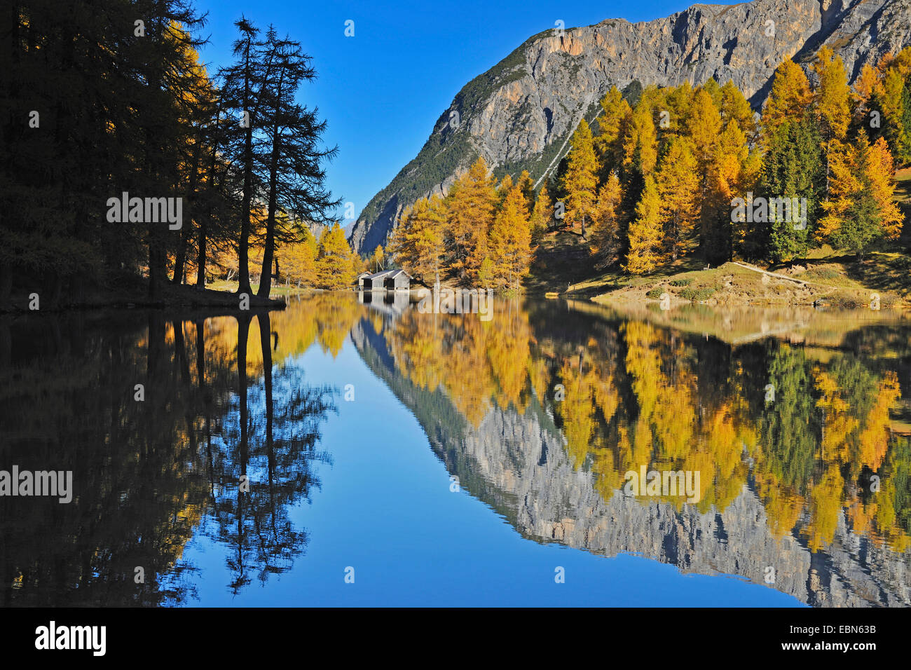 Herbstliche Lärchen spiegeln sich im Palpuogna-See, Lei da Palpuogna,  Albulapass, Graubünden, Schweiz Stockfotografie - Alamy