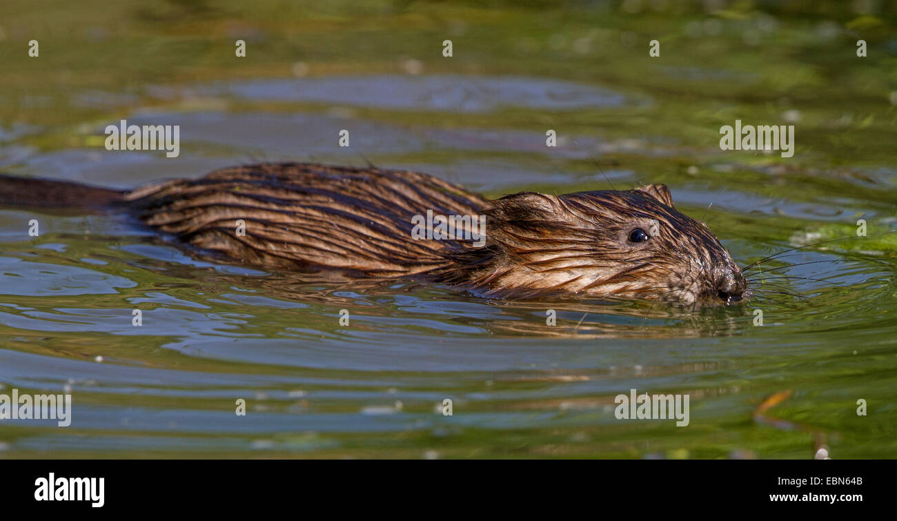 Bisamratte (Ondatra Zibethica), Schwimmen, Deutschland, Bayern Stockfoto