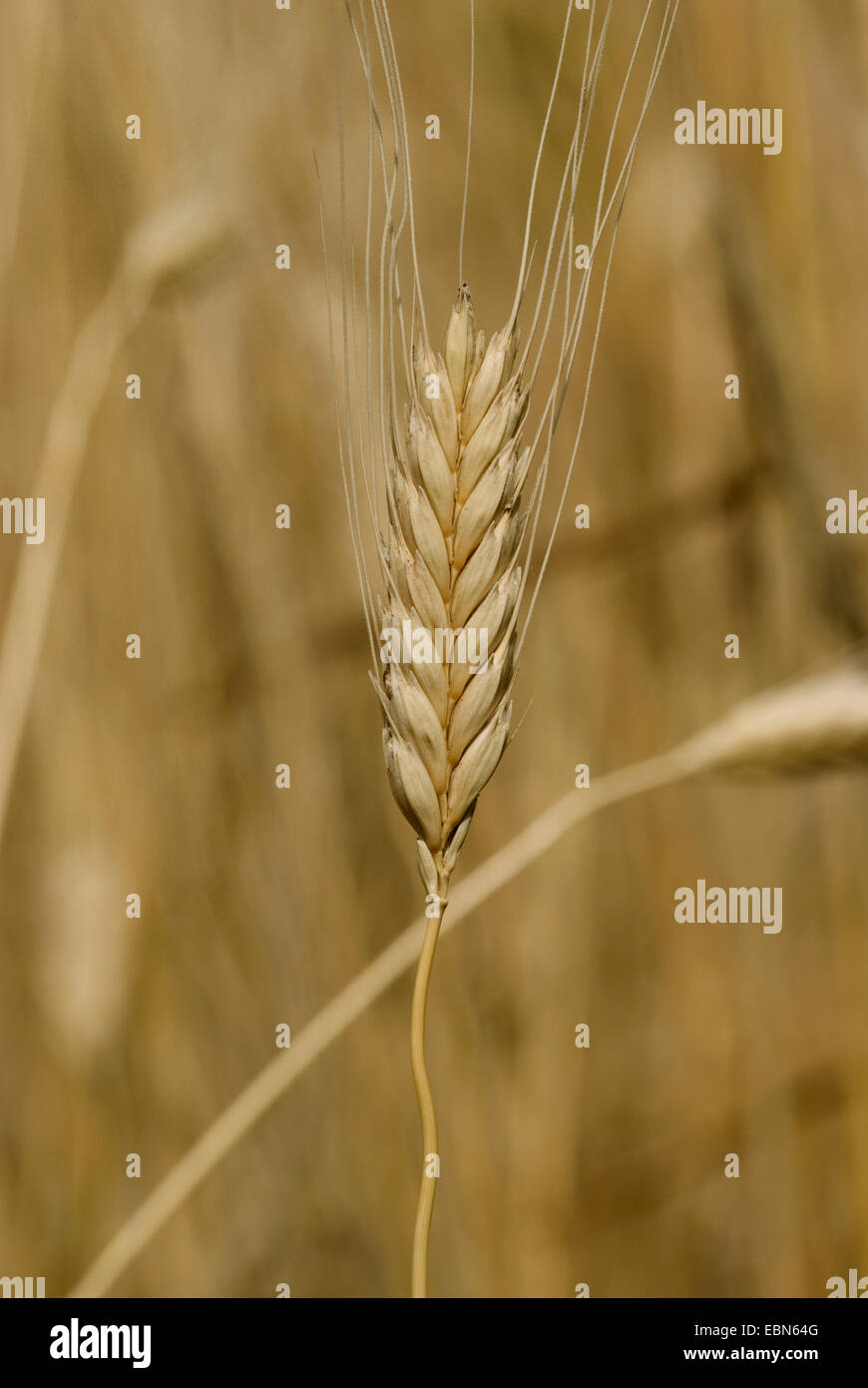 Eincorn Weizen (Triticum Kulturgetreide SSP. Monoccocum), spike Stockfoto