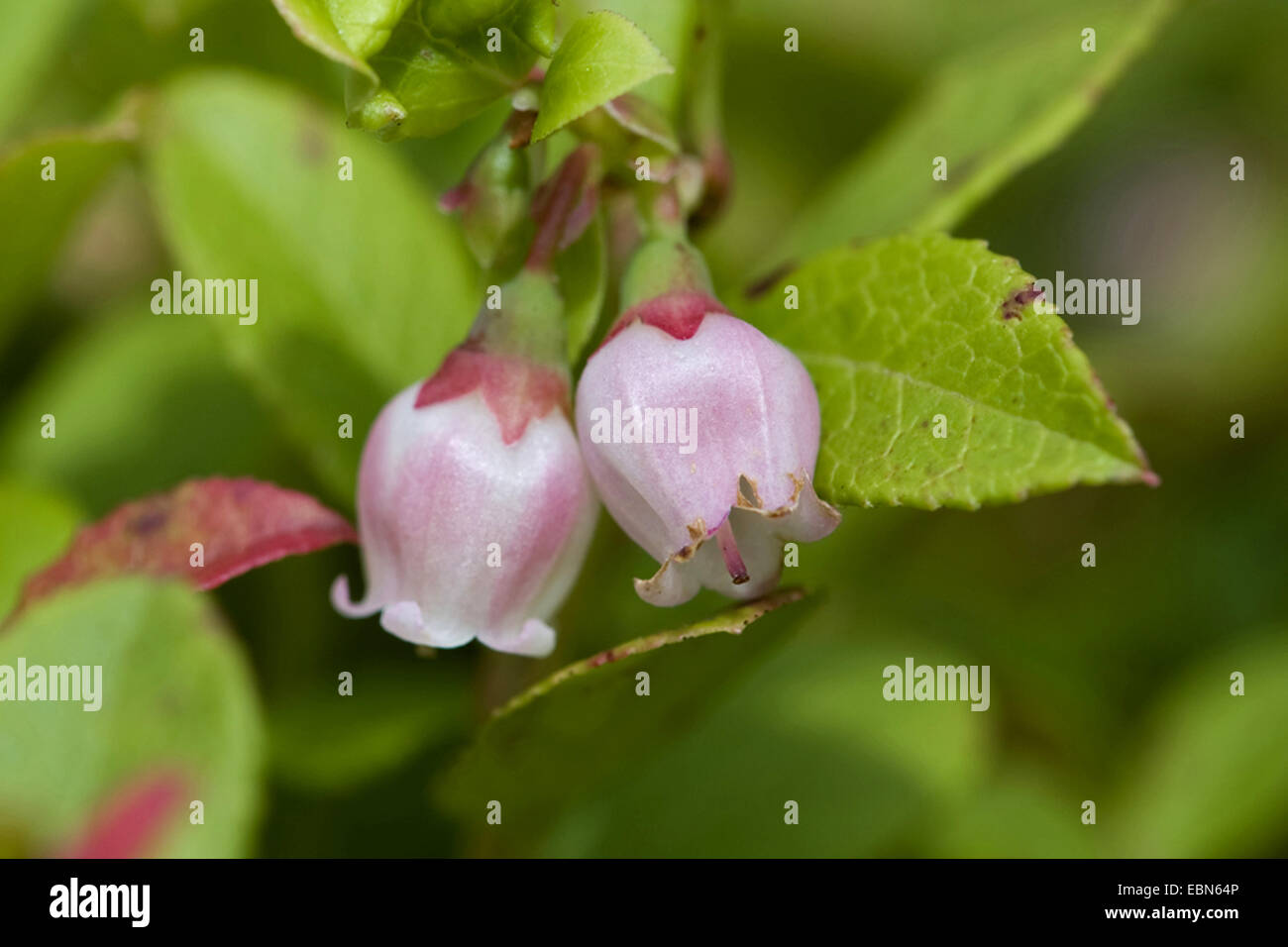 Foxberry, Preiselbeeren, Mountain Cranberry (Vaccinium Vitis-Idaea), Preiselbeere, Blumen, Deutschland Stockfoto