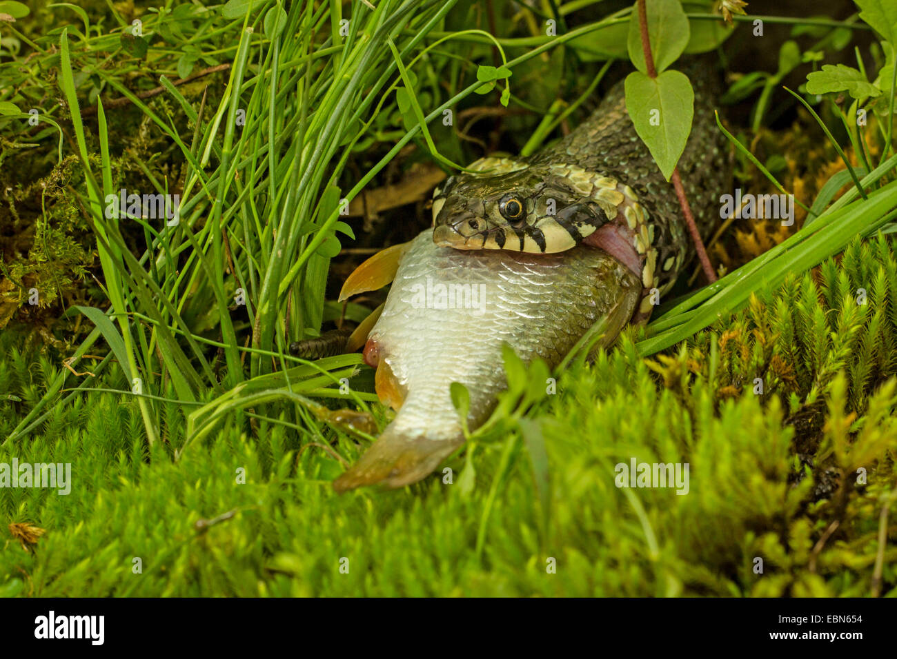 Ringelnatter (Natrix Natrix), weibliche Fütterung auf ein Comon Roach, Deutschland, Bayern Stockfoto