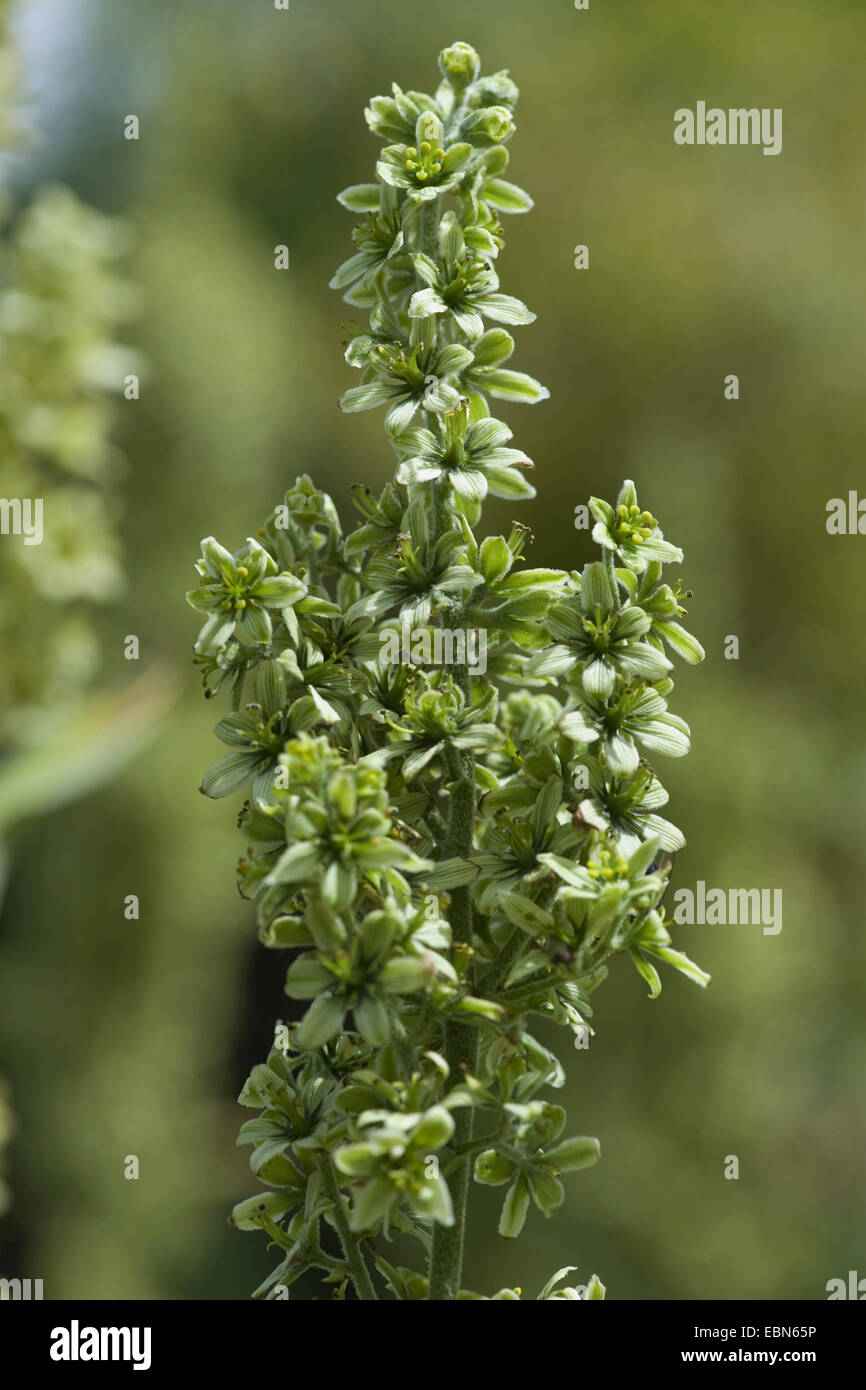 Weiße Nieswurz (Veratrum Album Subspecies Lobelianum, Veratrum Lobelianum), Blütenstand, Schweiz Stockfoto