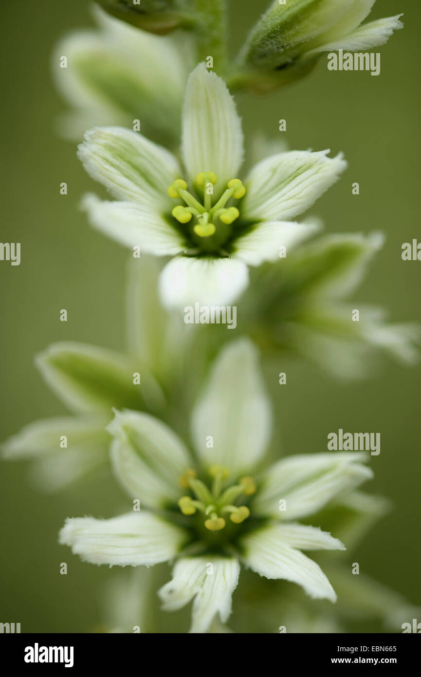 Germer, weißer Nieswurz (Veratrum Album Subspecies Album), Blumen, Schweiz Stockfoto