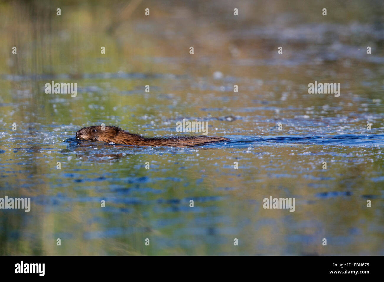 Bisamratte (Ondatra Zibethica), Schwimmen, Deutschland, Bayern, Isental Stockfoto