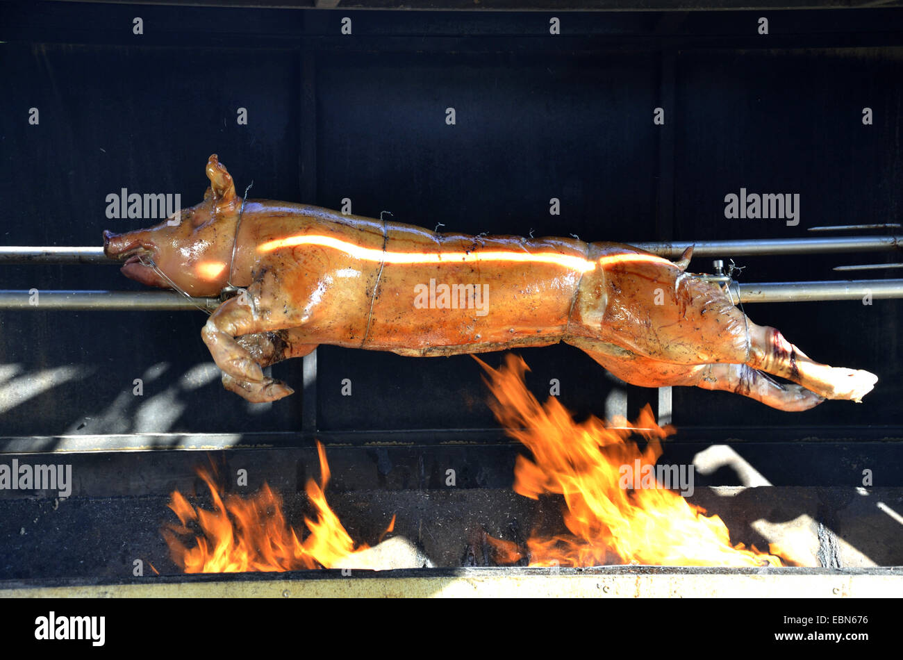 Hausschwein (Sus Scrofa F. Domestica), Spanferkel Grillen über Feuer auf ein Drehspieß, Frankreich, Bretagne, Erquy Stockfoto