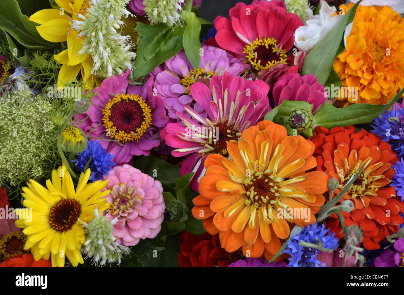 bunter Blumenstrauß, Frankreich, Bretagne Stockfoto