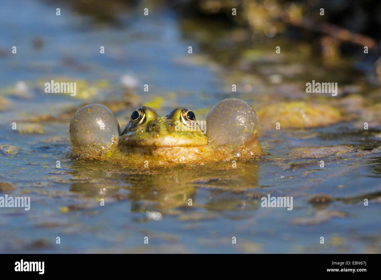 Seefrosch, Seefrosch (Rana Ridibunda, außer Ridibundus), mit großen stimmlichen Säcke, Aufruf, Deutschland, Bayern Stockfoto