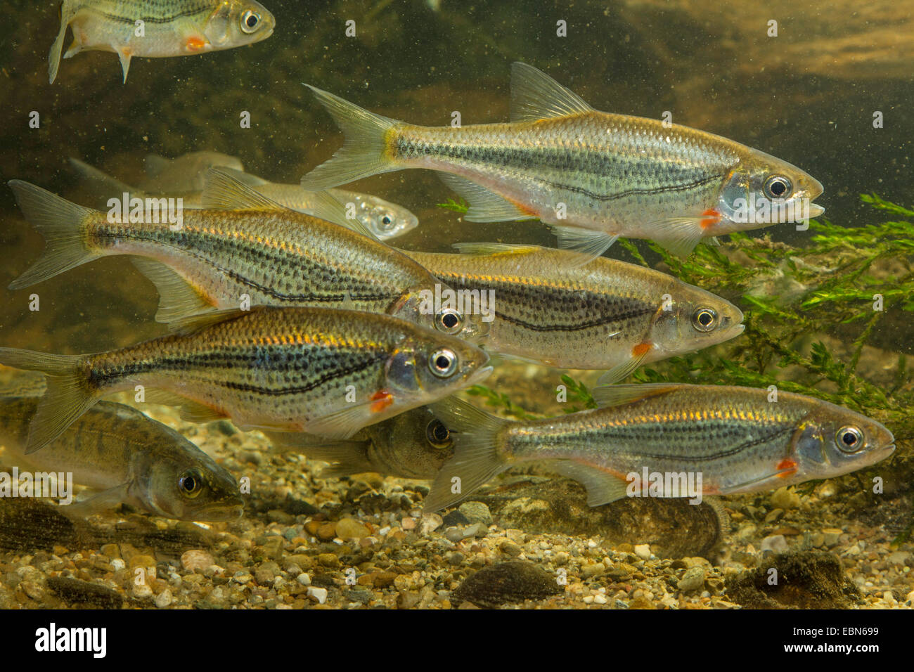 Blättere Elritze, Schneider (Alburnoides Bipunctatus), Schule Stockfoto