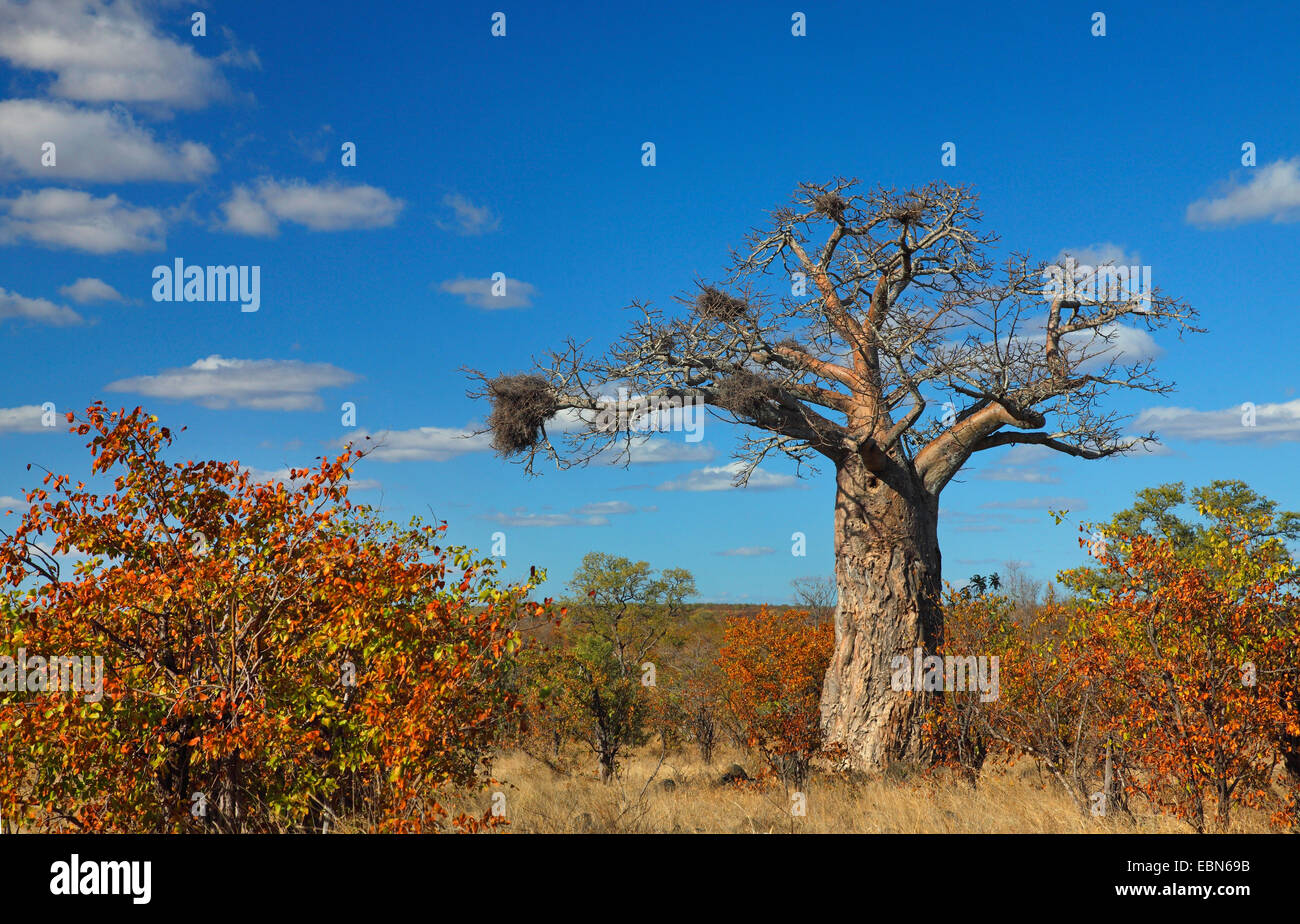 Baobab, Monkey Brot, Affe Tamarinde (Affenbrotbäume Digitata), Baobab im nördlichen Teil des Kruger National Park, Südafrika, Krüger National Park Stockfoto
