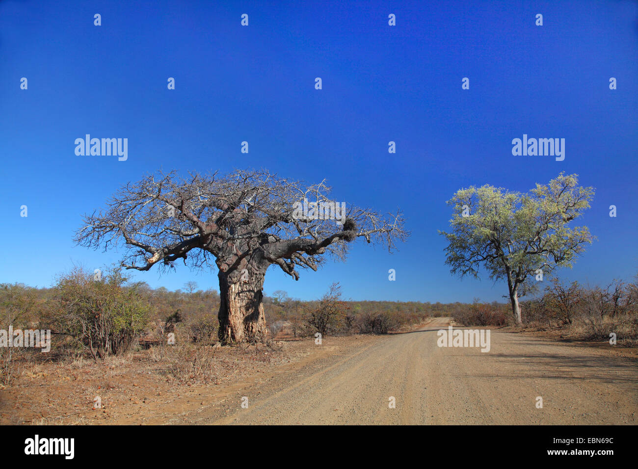 Baobab, Monkey Brot, Affe Tamarinde (Affenbrotbäume Digitata), Baobab im Bereich Mopane Bush des Kruger National Park in der Nähe von Olifants, Südafrika, Krüger Nationalpark Stockfoto