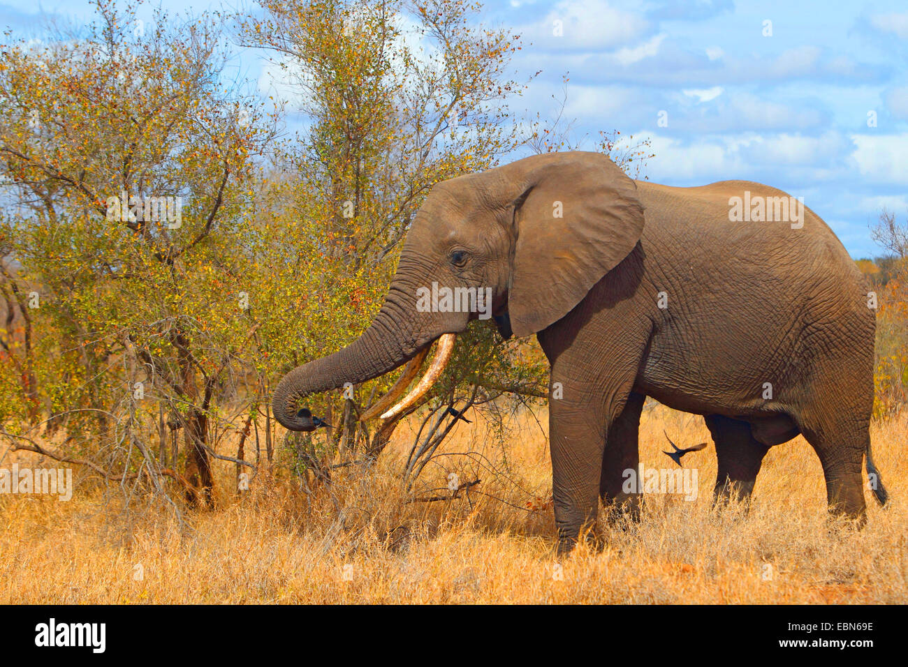 Afrikanischer Elefant (Loxodonta Africana), Verzehr von Blättern und Zweigen, Südafrika, Krüger-Nationalpark Stockfoto