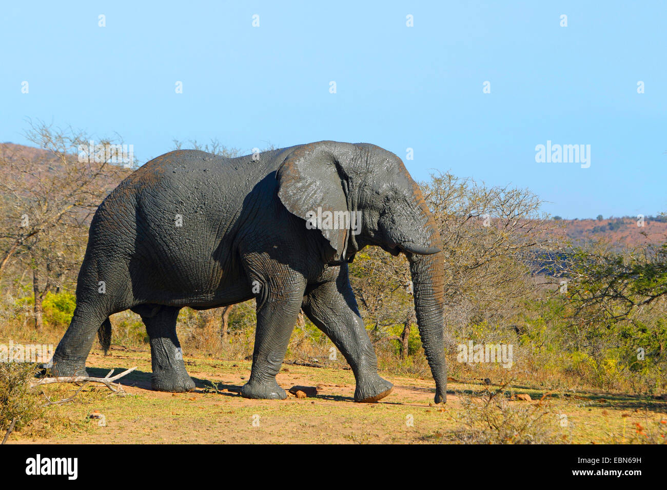 Afrikanischer Elefant (Loxodonta Africana), übergibt Elefant Mopane Bush Savanne, Südafrika, Hluhluwe-Umfolozi Nationalpark Stockfoto