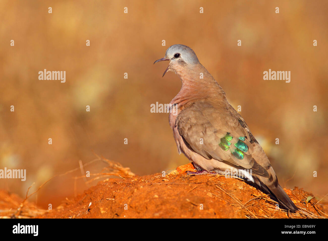 Smaragd-spotted Holz Taube (Turtur Chalcospilos), sitzt auf einem Erdhügel, Südafrika, Mkuzi Game Reserve Stockfoto