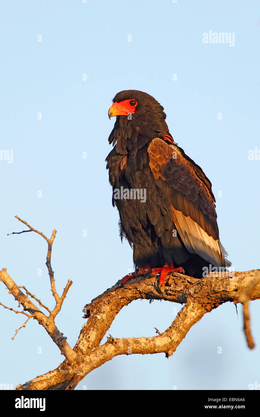 Bateleur, Bateleur Adler (Terathopius Ecaudatus), Erwachsenen Vogel sitzt auf einem Baum, Südafrika, Mkuzi Game Reserve Stockfoto