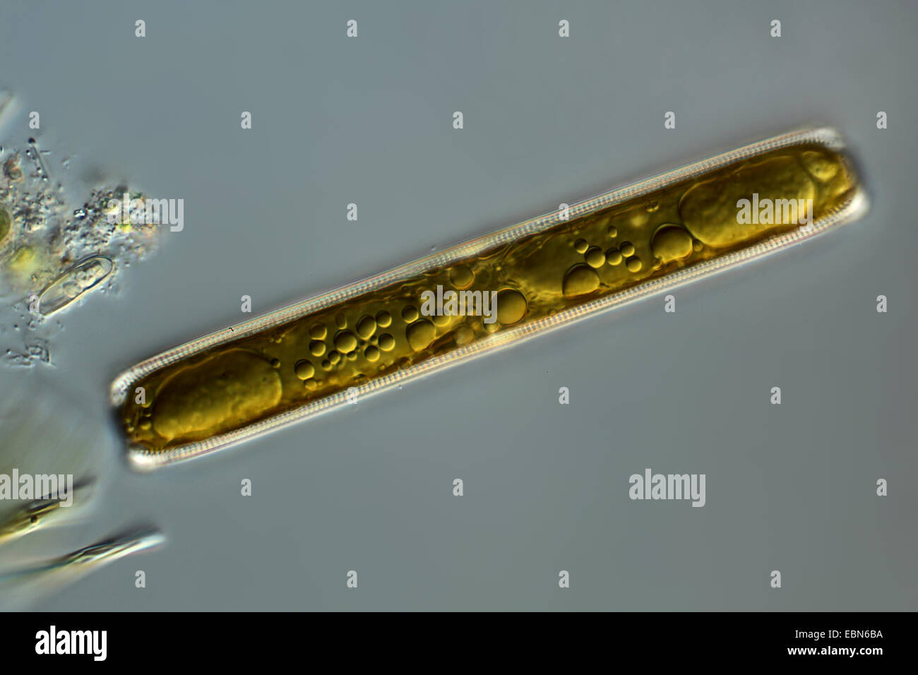 Diatomee im differential Interferenz-Kontrast Stockfoto