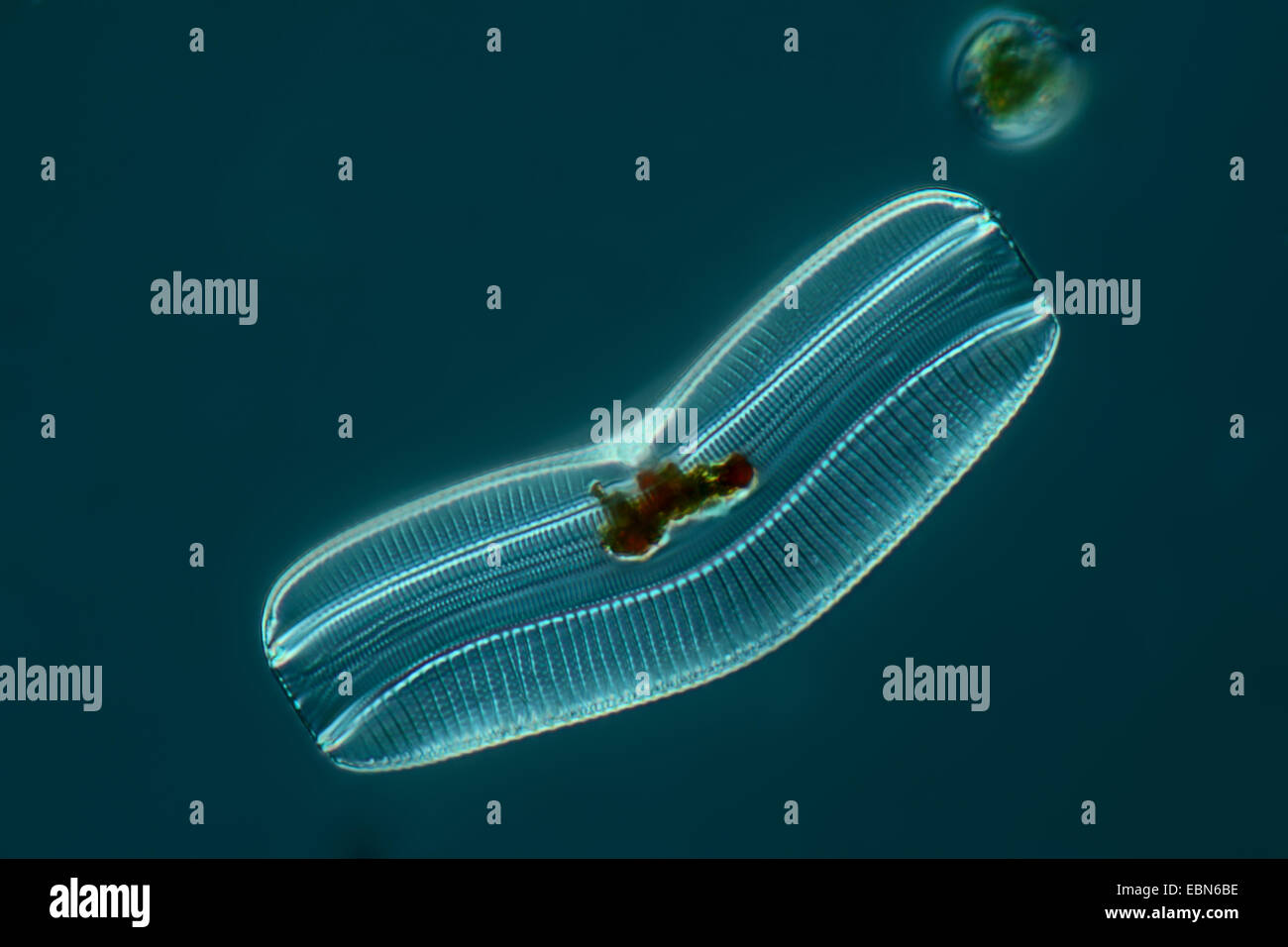 Diatomee im differential Interferenz-Kontrast Stockfoto