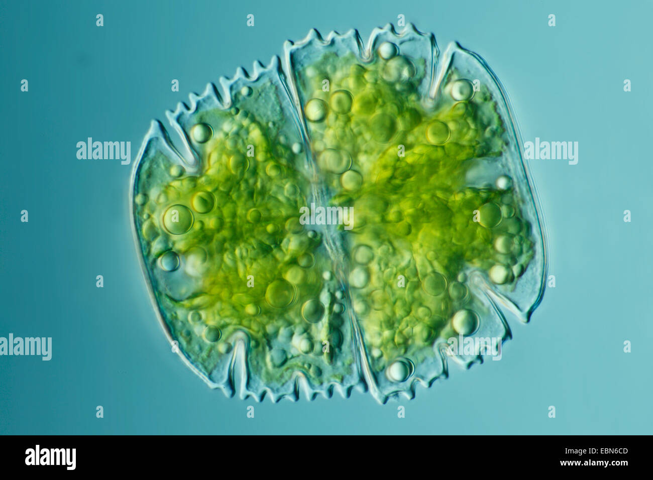 Micrasterias (Micrasterias spec.), in der Interferenz-Kontrast-Mikroskopie Stockfoto