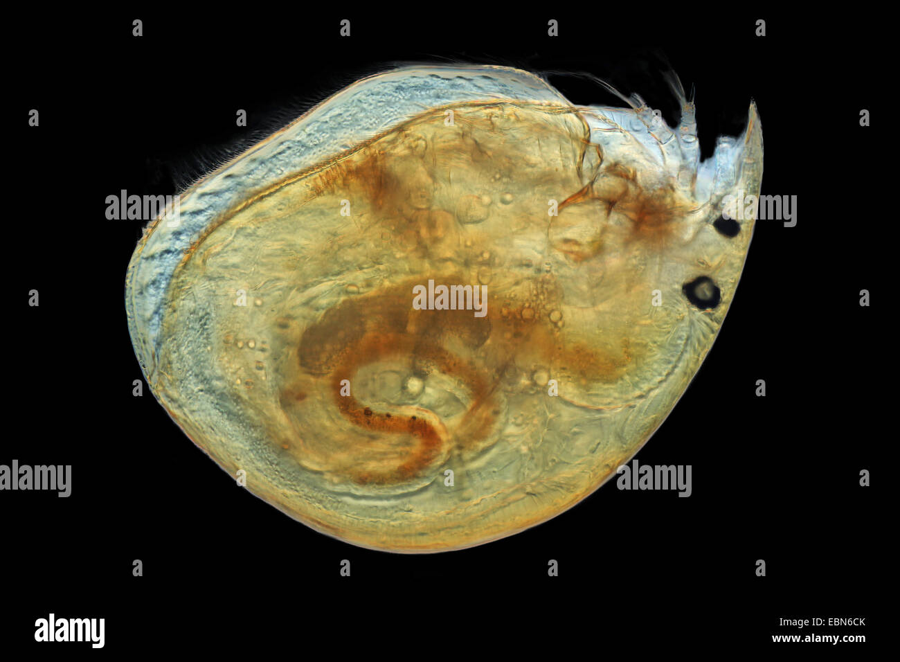 gemeinsamen Wasserfloh (Daphnia Pulex), im Dunkelfeld Stockfoto