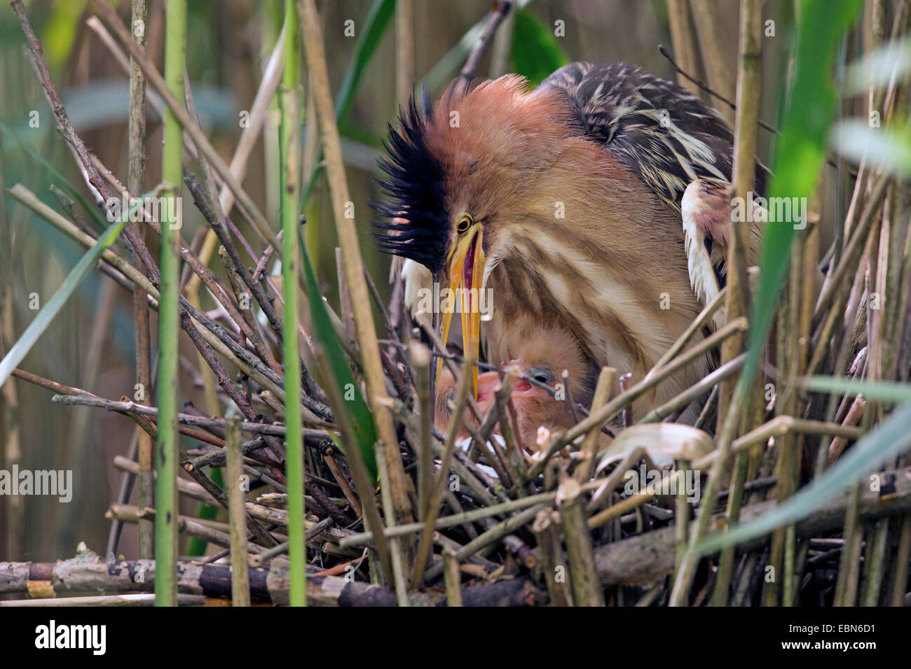 Zwergdommel (Ixobrychus Minutus), weibliche Fütterung Küken im Nest, Deutschland, Bayern Stockfoto