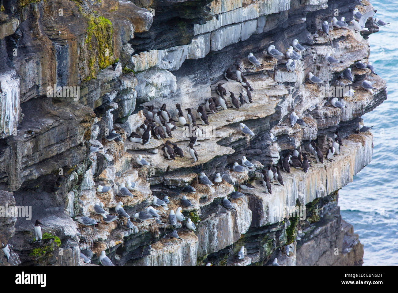 gemeinsamen Guillemot (Uria Aalge), Verschachtelung Kolonie mit schwarzen Beinen Dreizehenmöwen an einer Steilküste, Irland, County Mayo, Downpatrik Head Stockfoto