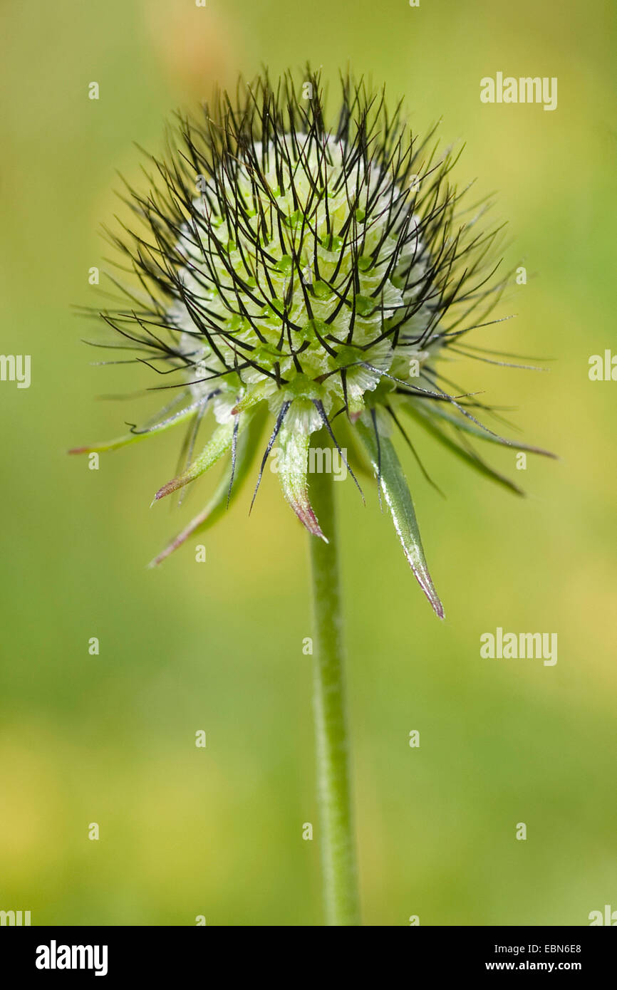 Kleinen Witwenblume, weniger Witwenblume (Scabiosa Kolumbarien), Welk, Deutschland Stockfoto