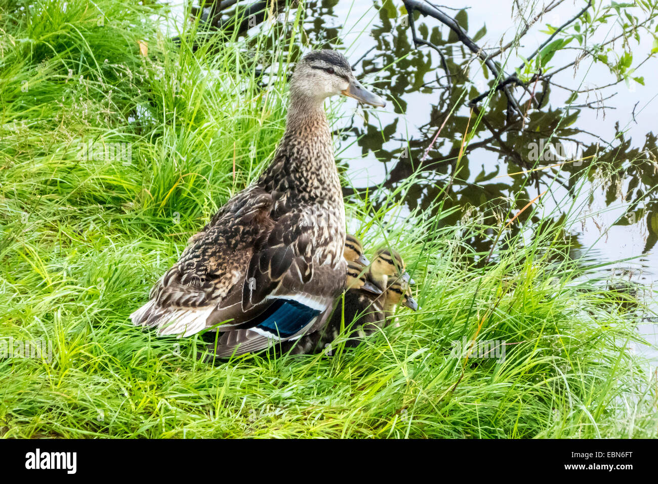 Stockente (Anas Platyrhynchos), Weibchen mit Küken Ente am Ufer, Norwegen Troms Stockfoto