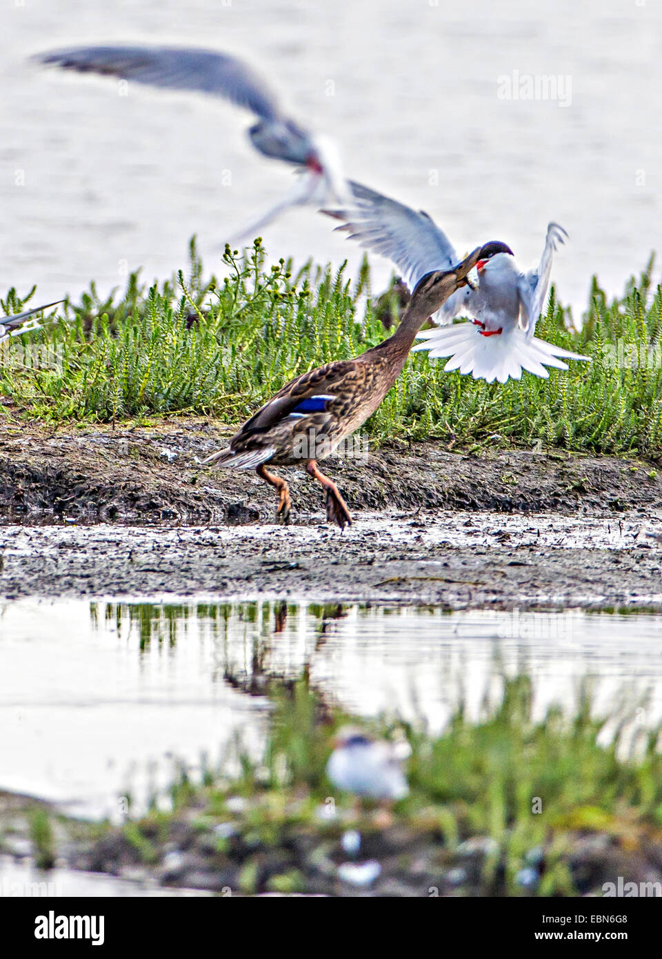 Seeschwalbe (Sterna Hirundo), Stockente und kämpfen um einen Fisch, Norwegen, Troms, Prestvannet Seeschwalbe Stockfoto