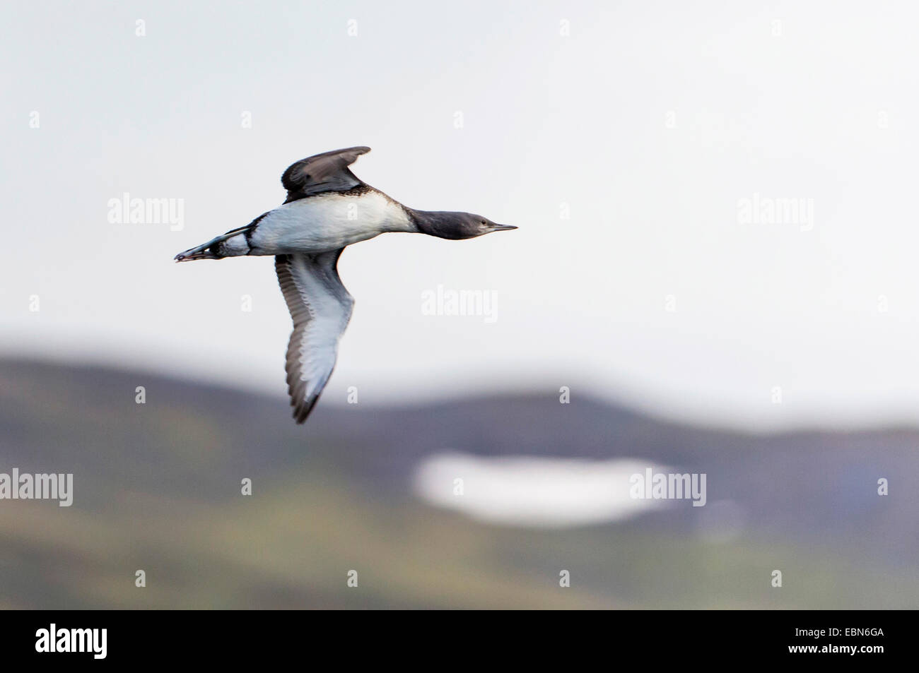 Sterntaucher (Gavia Stellata), junger Vogel im Flug, Norwegen Troms Stockfoto