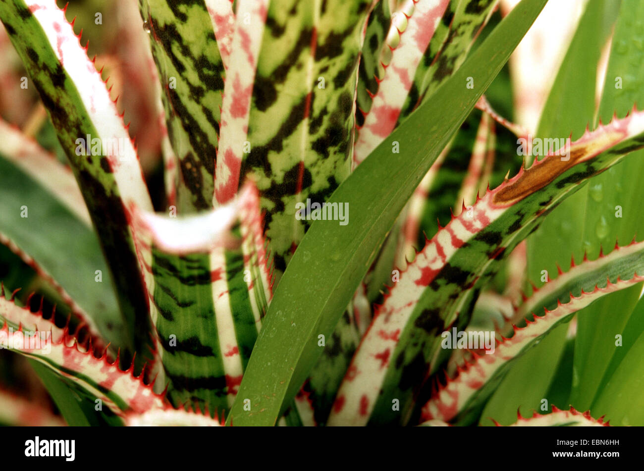 Aechmea Orlandiana (Aechmea Orlandiana Stockfotografie Alamy