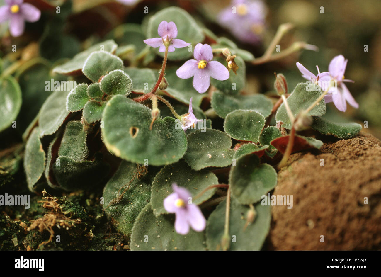 African Violet (Saintpaulia Ionantha Subspecies Pendel, Saintpaulia Pendel, Saintpaulia Intermedia), blühen Stockfoto