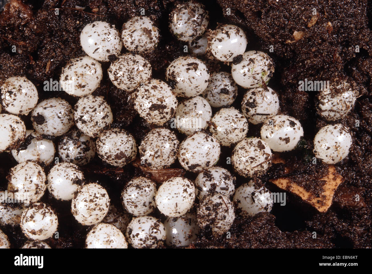 Spanische Metallklumpen, lusitanische Slug (Arion Lusitanicus), Eiern Stockfoto
