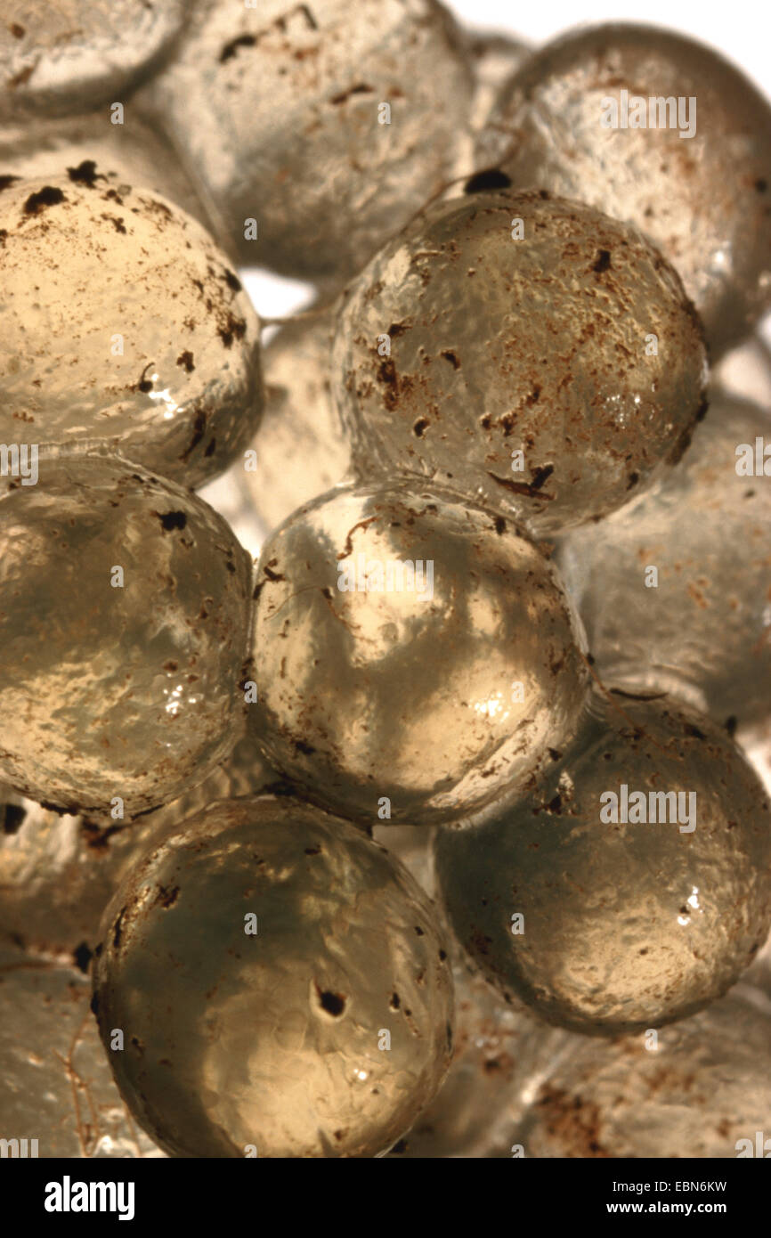 Spanische Metallklumpen, lusitanische Slug (Arion Lusitanicus), Eiern Stockfoto